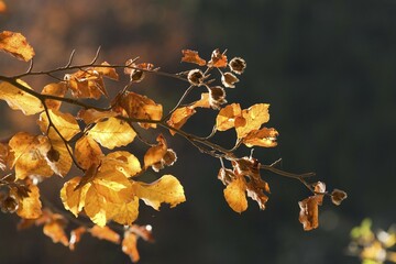 Autumnal beech Fagus sylvatica - Germany