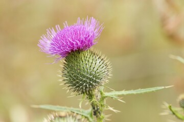 Bull thistle - Spear Thistle - Cirsium vulgare - Germany
