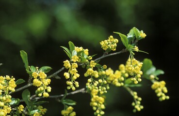 Common barberry Berberis vulgaris - Germany