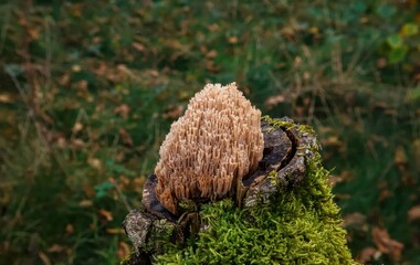 Coral fungus (Ramaria sp.) on a mossy stump