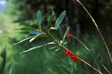 Spurge laurel - February daphne - with berries - Daphne mezereum Germany