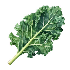 Watercolor Kale Illustration 