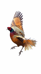Obraz premium Common Pheasant in Flight: A Colorful Bird with Spread Wings Soaring Gracefully Against a White Backdrop