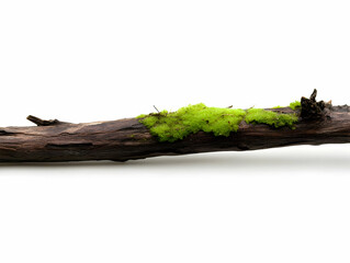 Fototapeta premium Green Moss Growing on a Fallen Tree Branch Isolated on White Background