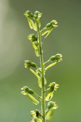 Common Twayblade Listera ovata