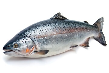 Obraz premium Salmon's scales glistening wet with slime on an isolated white background, slimy texture, aquatic animal, isolation
