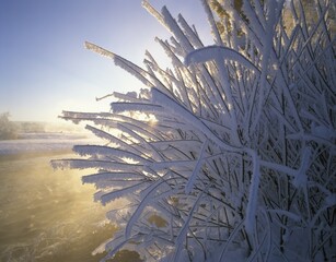 Winter morning with hoarfrost at Isar river Upper Bavaria Germany