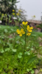 Close-up of yellow mustard flowers blooming in a sunny field with a clear blue sky.