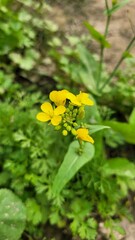 Close-up of yellow mustard flowers blooming in a sunny field with a clear blue sky.