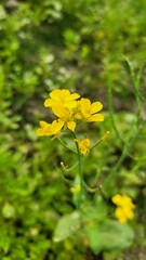 close up of mustard flower growing photo