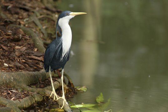 Variable Heron (Ardea picata), Queensland, Australia, Oceania