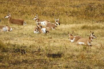 Pronghorn (Antilocapra americana), Yellowstone National Park, Wyoming, USA, United States of America, North America