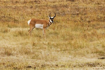 Pronghorn (Antilocapra americana), Yellowstone National Park, Wyoming, USA, United States of America, North America