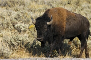Buffalo, Yellowstone National Park, United States of America