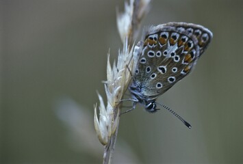 Common Blue (Polyommatus icarus)
