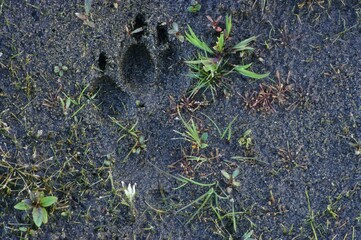 Print of a paw in sand