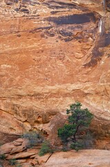 Gnarled old Utah Juniper (Juniperus osteosperma) in front of a red rock wall, Canyonlands National Park, Utah, USA, North America