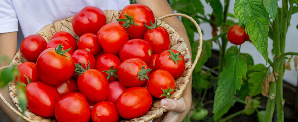 Boy with Tomatoes in the Garden