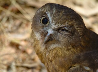 Portrait of a Wood-Owl (Strix) with an eye injury, infection