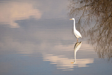冬の川で餌を探すダイサギ