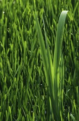 Blades of grass in a lush green meadow
