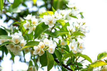 Flowering shrub mock orange, white flowers close-up against the sky.