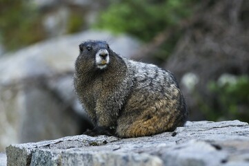 Yellow-bellied Marmot (Marmota flaviventris) on a rock, Mount Rainier National Park, Washington, USA, North America