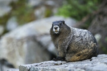 Yellow-bellied Marmot (Marmota flaviventris) on a rock, Mount Rainier National Park, Washington, USA, North America