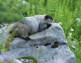 Marmot (Marmota) on a rock, Mount Rainier National Park, Washington, USA, North America
