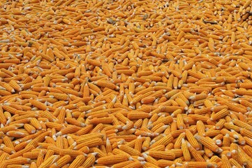 Corn laid out to dry, Vietnam, Asia