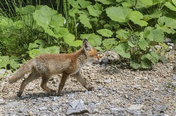 Young Red Fox (Vulpes vulpes) walking along a forest path, Isar Valley, Bavaria, Germany, Europe