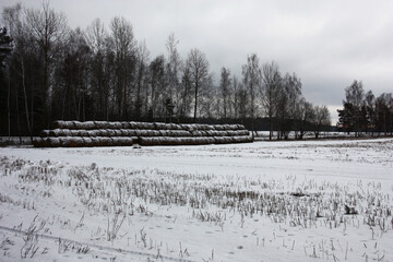 Cloudy winter day. Rolls of straw are accurately put at the far-away country of the field. Everything is covered with snow.