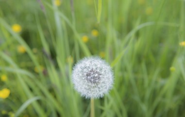 Dandelion, withered dandelion, blowball, dandelion clock (Taraxacum), with diaspores, seeds, on a green lawn