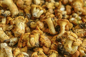 Fresh chanterelles or golden chanterelles (Cantharellus cibarius), uncleaned