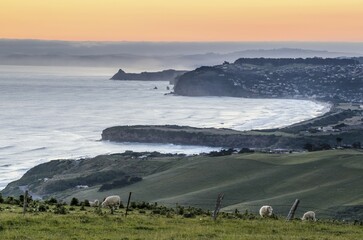 Grassland with sheep, Dunedin Beach at the back, Dunedin, Otago Peninsula, South Island, New...