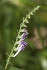 Skullcaps (Scutellaria columnae), Lake Kerkini region, Greece, Europe