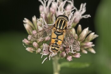 Common Hoverfly (Helophilus pendulus), sucking nectar, Untergroeningen, Baden-Wuerttemberg, Germany, Europe