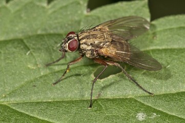 Muscid Fly (Phaonia angelicae), Untergroeningen, Baden-Wuerttemberg, Germany, Europe