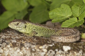 Sand lizard (Lacerta agilis), male sunbathing, Untergroeningen, Baden-Wuerttemberg, Germany, Europe