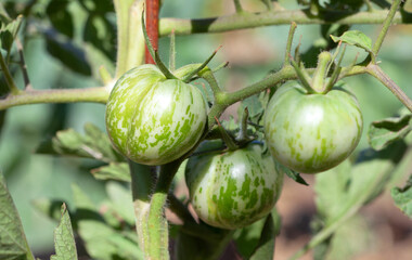 Rripe bunch of tomatoes in a garden bed.