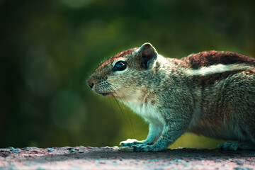 Obraz premium Curious squirrel in natural habitat