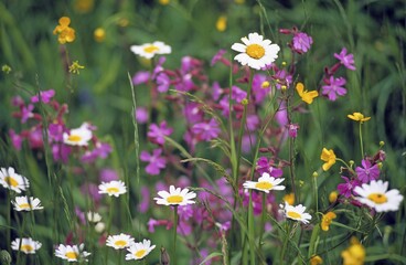 Obraz premium Spring meadow near Sonogno in the Verzasca Valley, Canton Ticino, Switzerland, Europe