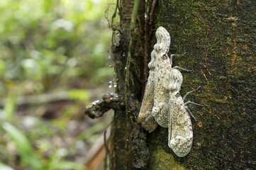 Lantern fly (Fulgora laternaria), Laguna del Lagarto Lodge, Alajuela, Costa Rica, Central America