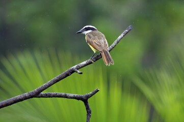 Great Kiskadee (Pitangus sulphuratus), Costa Rica, Central America