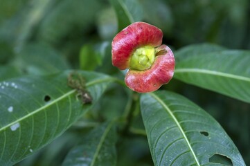 Sore-mouth bush (Psychotria poeppigiana, Cephalis tomentosa), Monteverde, Puntarenas Province, Costa Rica, Central America