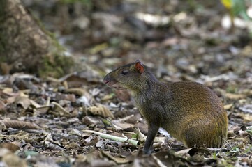 Central American Agouti (Dasyprocta punctata), San Vito, Puntarenas Province, Costa Rica, Central America