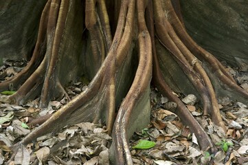 Roots of a Fig tree (Ficus maxima), Sirena, Corcovado National Park, Province of Puntarenas, Costa Rica, Central America