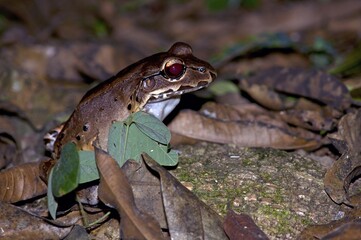 Savage's Thin-toed Frog (Leptodactylus savagei), Dos Brazos, Osa Peninsula, Puntarenas Province, Costa Rica, Central America