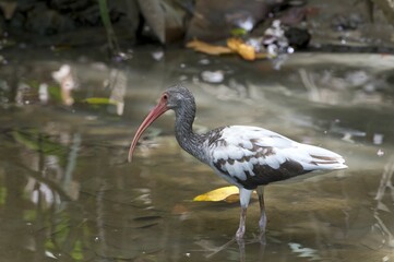 American White Ibis (Eudocimus albus), Sirena, Corcovado National Park, Puntarenas Province, Costa Rica, Central America