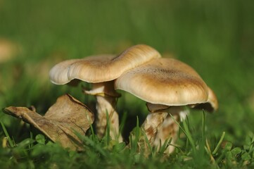 Honey Fungus, Armillaria or Openky (Armillaria)